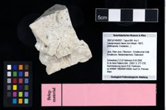 NHMW-GEO-2007z0149-0021_Ol_02.tifLaeviprosopon laeve (von Meyer, 1857)  (NHMW-GEO-2007z0149-0021)